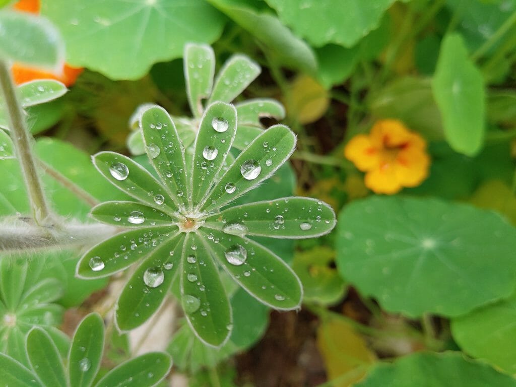 User Pic5 - Dew