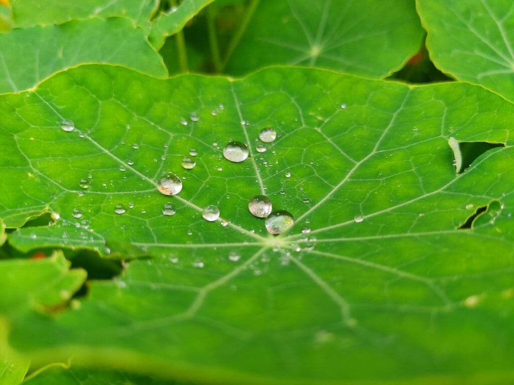 User Pic6 - Close-Up Dew