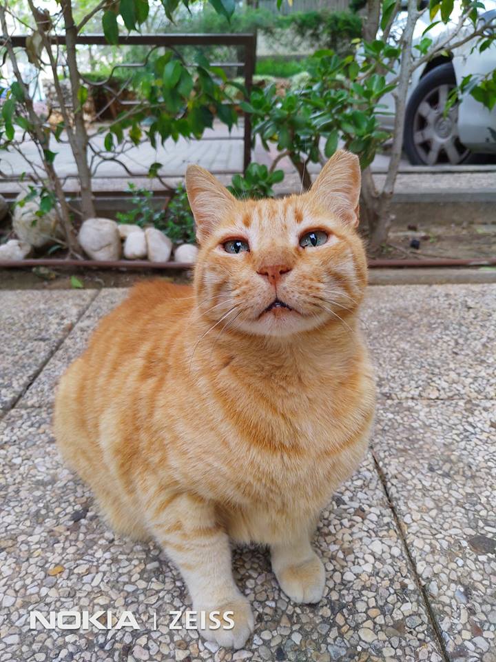 User Pic4 - Ginger Cat