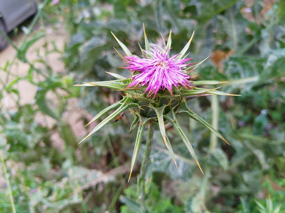 User Pic3 - Close-up Flower