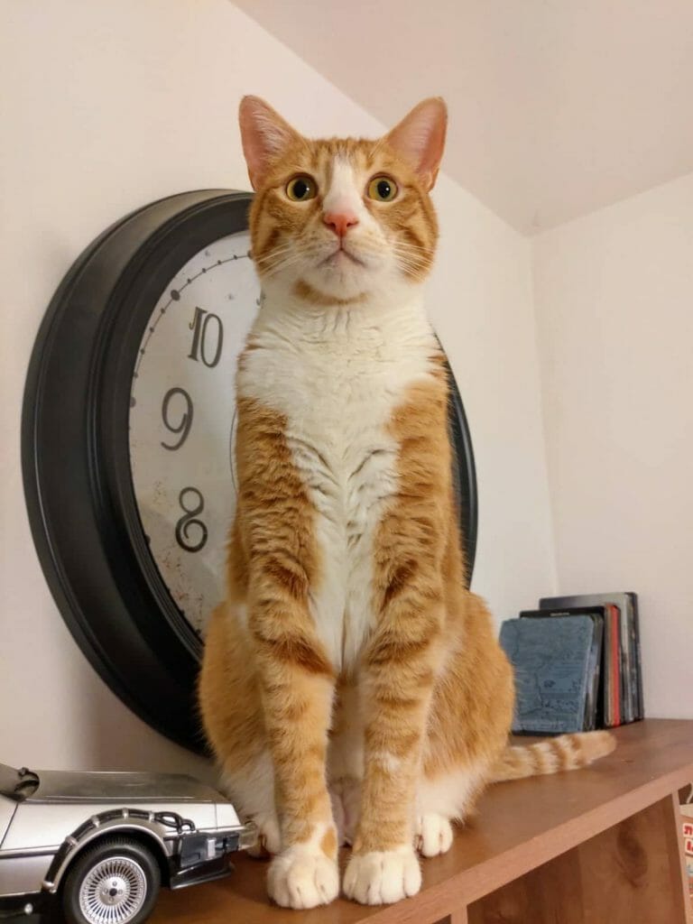 Nokia 8.1 Pic5