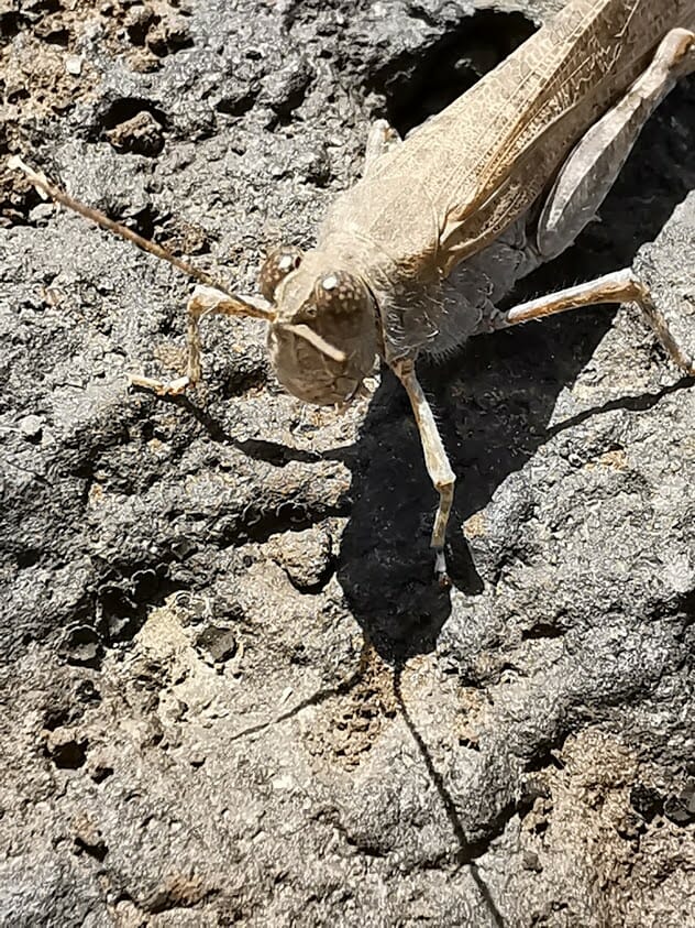 P30 Pro Grasshopper