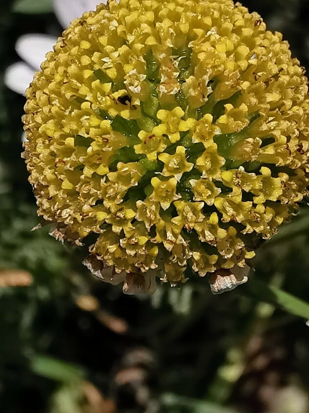 P30 Pro Zoom Flower