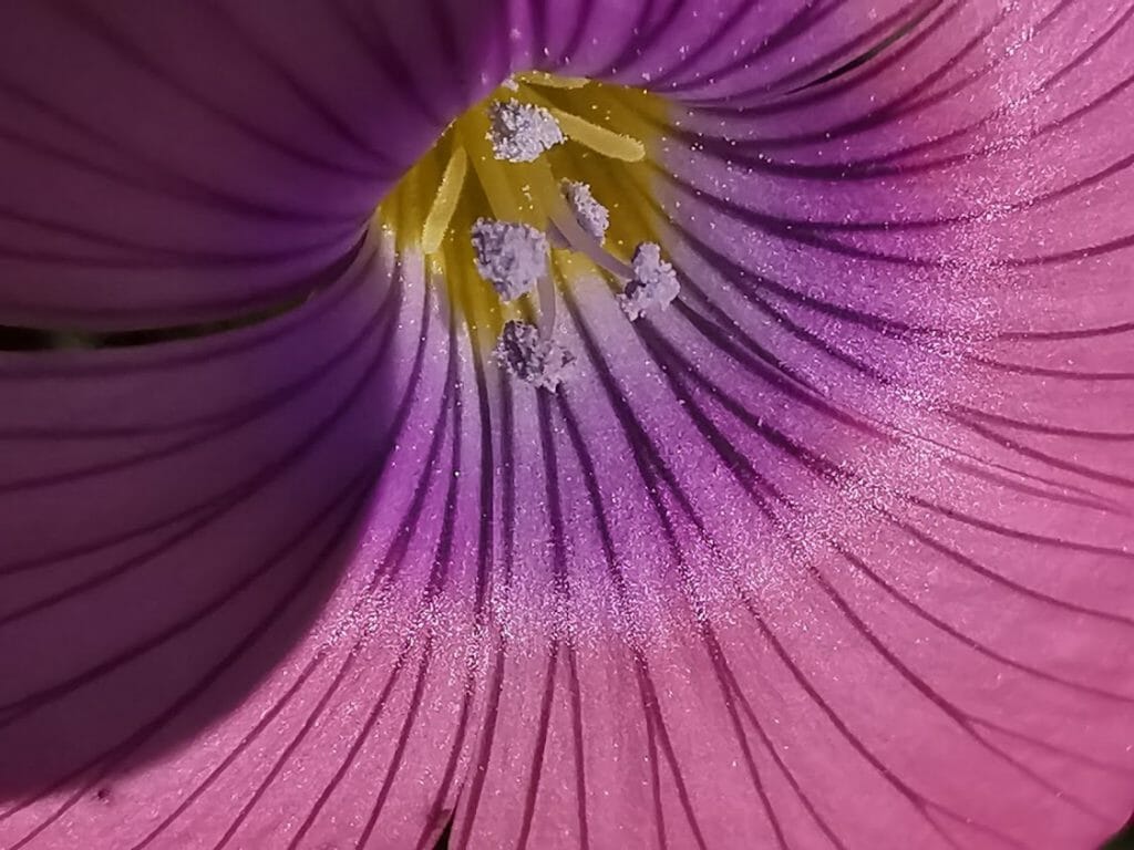 P30 Pro Zoom Flower2