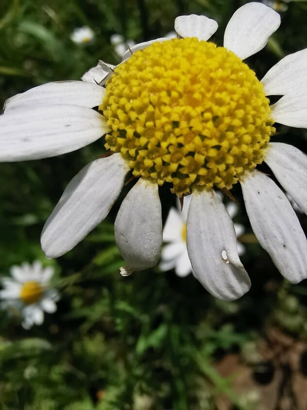 P30 Pro flower