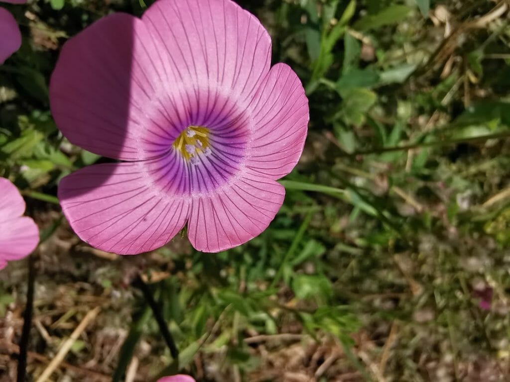 P30 Pro flower2